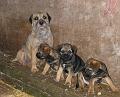 IMG_1807_crop