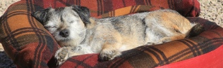 Millie aged 8 years 10 months (September 2015)