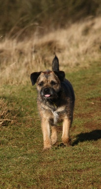 Millie aged 2 years (January 2009)