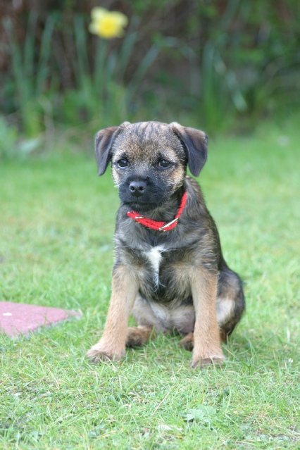 Millie aged 4 months (April 2007)